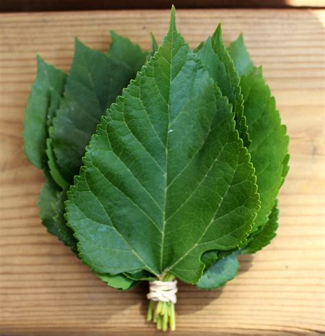 mulberry leaves for sale